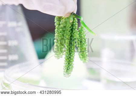 Sea Grapes And Simple Plant Experiments Biology In The Laboratory