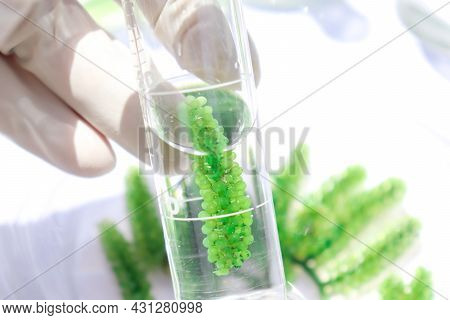 Sea Grapes And Simple Plant Experiments Biology In The Laboratory