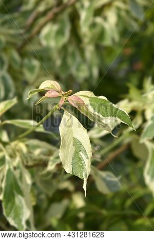 Wedding Cake Tree Leaves - Latin Name - Cornus Controversa Variegata