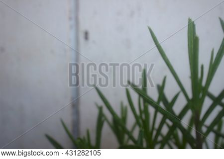 Defocused Nature Abstract Background, Daylight In Nature