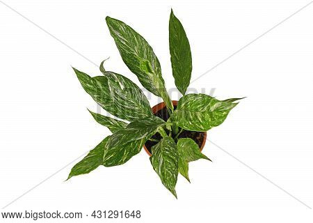 Top View Of Exotic Houseplant With Botanic Name 'spathiphyllum Diamond Variegata'  With White Spots 