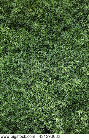 Background Texture Of The Green Forest Moss, Growing Anophyte