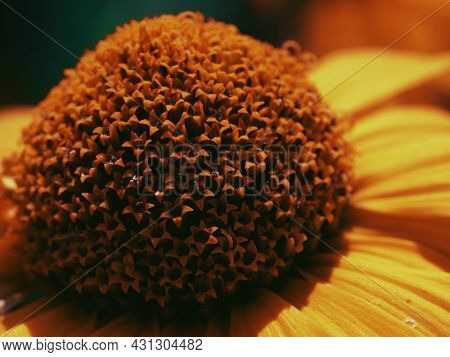 Center Of The Yellow Flower, Close-up. Tithonia Diversifolia Is A Species Of Flowering Plant That Is