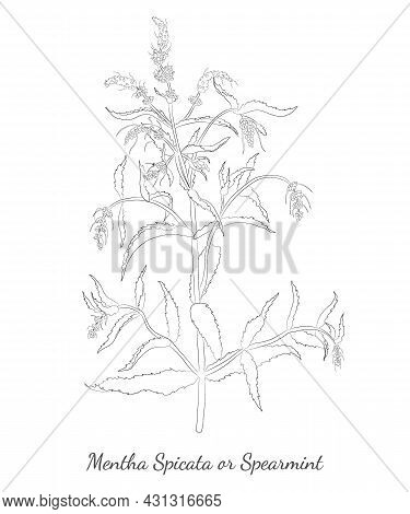 Hand Drawn Spearmint Or Mentha Spicata Isolated. Contour Spearmint Without Color Fill. Ideal For Mag