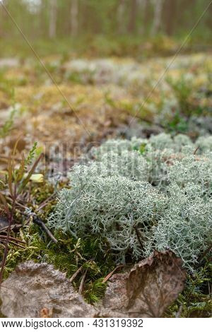 Photo Of White Moss, Taiga Zone. Vivid Landscapes With Moss, Forest And Wild Flora In The Forest In 