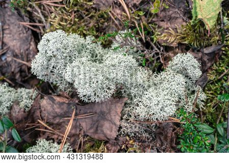 Photo Of White Moss, Taiga Zone. Vivid Landscapes With Moss, Forest And Wild Flora In The Forest In 