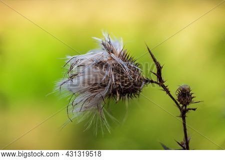 Close Up Dried Thistle, Carduus Acanthoides Flower On Blured Background. Czech Republic