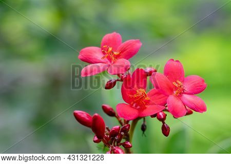 Jatropha Integerrima Flowers Commonly Known As Peregrina Or Spicy Jatropha Which Are The Flowering P