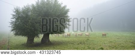 Curious Blonde D'aquitaine Cows In Misty Morning Meadow With Willow Trees Near River Seine In Northe