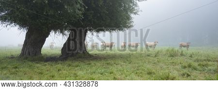 Curious Blonde D'aquitaine Cows In Misty Morning Meadow With Willow Trees Near River Seine In Northe