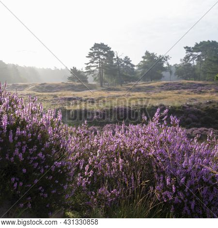 Pine Trees In Morning Fog And Colorful Purple Heather On Heath Near Zeist In The Netherlands