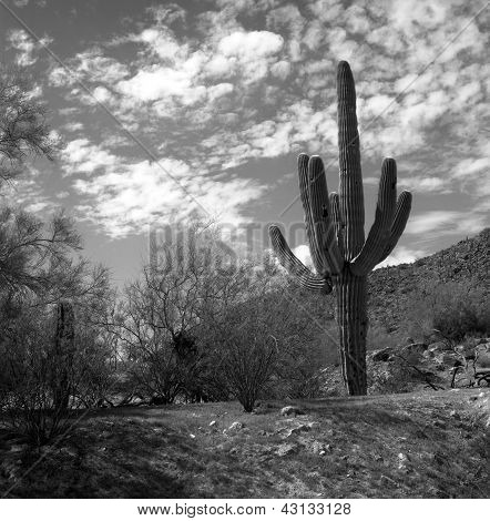 Saguaro อริโซนา