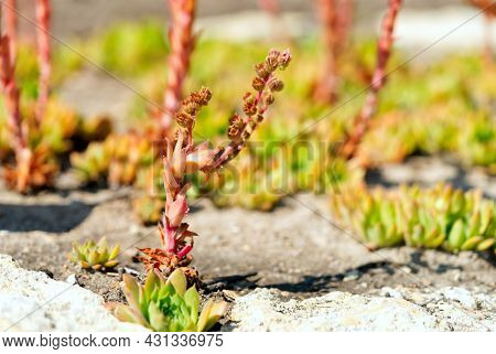 Semprevivum Cantabricum Summer Time Macro Picture Close Up