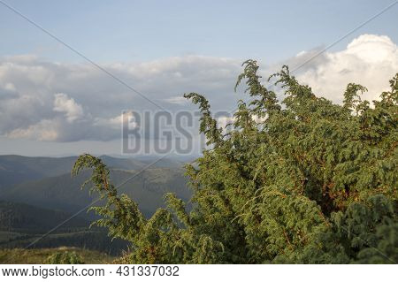 Juniper Tree (juniperus Procera) In The Wild Forest Environment, Commonly Used In Folk Medicine