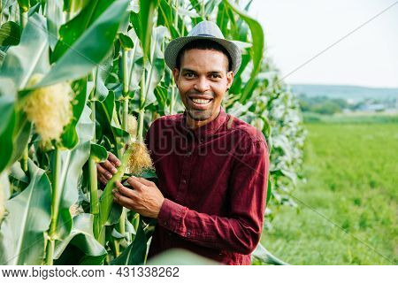 Portrait Of Happy Young Afro American Farmer Standing In Corn Field Examining Corn Is Affected By Pe