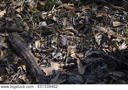 Empty, Rusted, Purple Ammunition Shell In Dead Leaves On The Ground