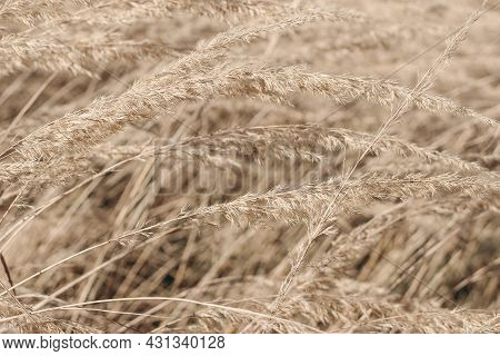 Decorative Floral Texture. Field Of Golden Dry Festuca Grass. Autumn Landscape In Sunlight. Closeup 