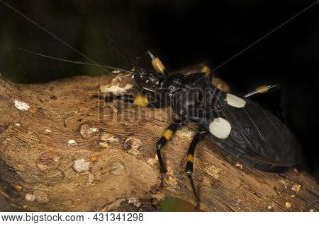 Two-spotted Assassin Bug (platymeris Biguttatus) In Zoo.