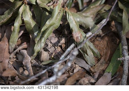 Tiny Gulf Coast Toad (incilius Valliceps) Hiding Under A Green Leaf