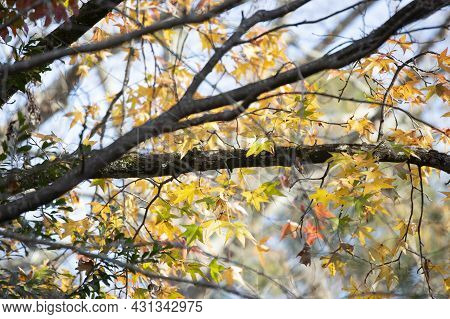 Yellow-rumped Warbler (setophaga Coronata) Among Yellow And Green Leaves Changing Colors During The 