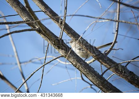 Two Tree Branches In Front Of An Out Of Focus Northern Mockingbird (mimus Poslyglotto)