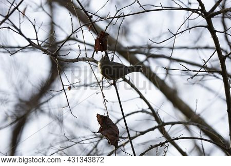 Orange-crowned Warbler (vermivora Celata) Foraging On One Of The Few Dead Leaves Left On A Tree