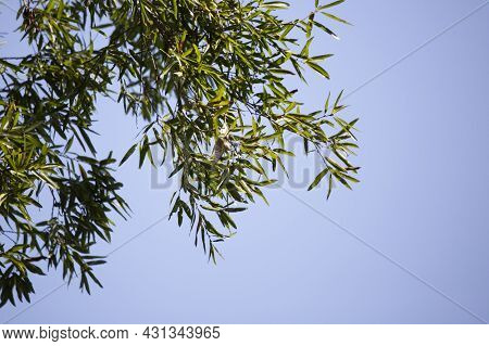 Philadelphia Vireo (vireo Philadelphicus) Foraging On A Tree