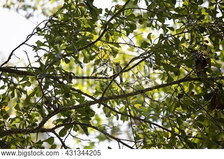 Majestic Red-eyed Vireo (vireo Olivaceus) Looking Down From Its Perch
