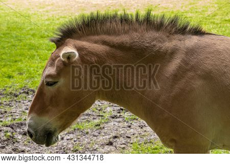 Han-sur-lesse, Wallonia, Belgium - August 9, 2021: Wildpark. Closeup Of Head Of Young Light Brown Pr