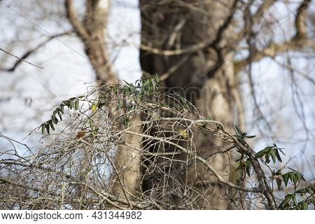 Ruby-crowned Kinglet (regulus Calendula) Perched On A Tree Branch