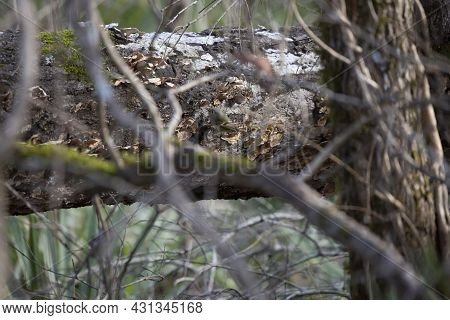 Ruby-crowned Kinglet (regulus Calendula) Perched On A Large Branch
