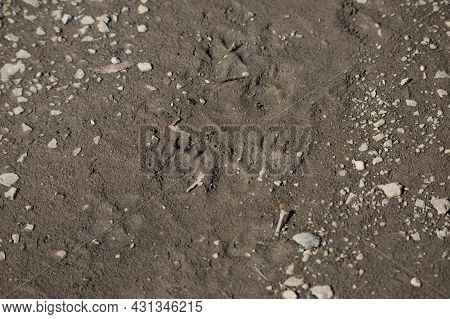 Striped Skunk (mephitis Mephitis) Tracks On A Muddy Pathway