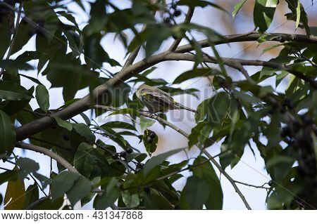 Female Yellow-rumped Warbler (setophaga Coronata) Perched Majestically On A Tree Branch