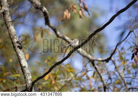 Female Yellow-rumped Warbler (setophaga Coronata) On A Power Line