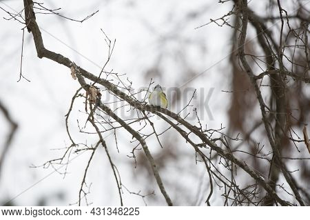 Adult Blue-headed Vireo (vireo Solitarius) Staring Majesically Ahead From A Branch On A Cold, Gray D