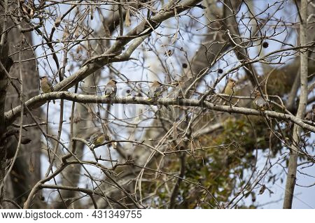 Flock Of Wachful Cedar Waxwings (bombycilla Cedrorum) Perched On A Tree Limb