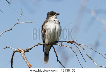 Doğu Kingbird
