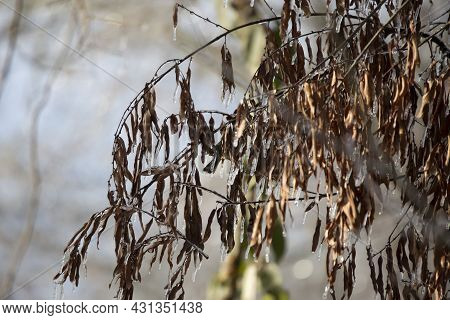 Orange-crowned Warbler (vermivora Celata) Hidden Behind Dead Leaves On A Tree