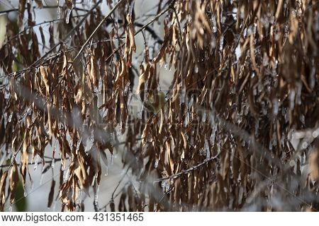 Orange-crowned Warbler (vermivora Celata) Peaking Out From Behind Icy, Dead Leaves On A Tree
