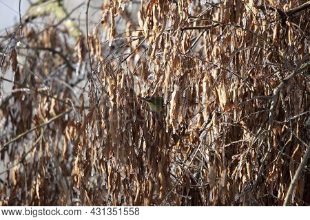 Orange-crowned Warbler (vermivora Celata) Foraging Around Icy, Dead Leaves On A Tree