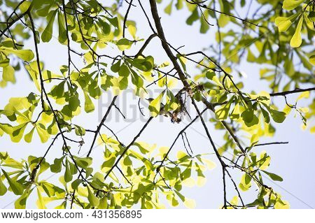 Blue-gray Gnatcatcher (polioptila Caerulea) Looking Out Majestically As It Forages On A Tree