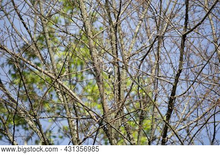 Blue-gray Gnatcatcher (polioptila Caerulea) Grooming A Tree Branch
