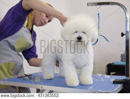 Bishon Dog Grooming And Care On The Table