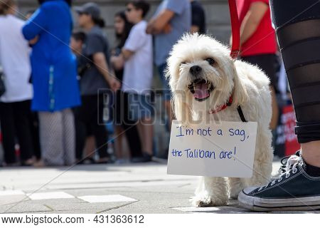 Downtown Vancouver, British Columbia, Canada - August 28, 2021: Small Puffy Dog Wearing A Sign To Pr