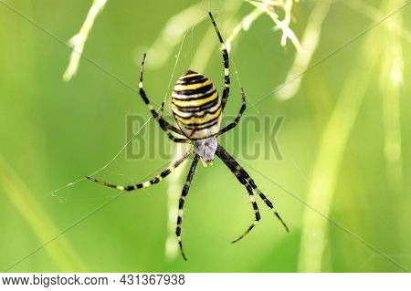 Argiope Bruennichi (wasp Spider) On Web, Invasive Species Of Orb-web Spider Distributed Throughout C