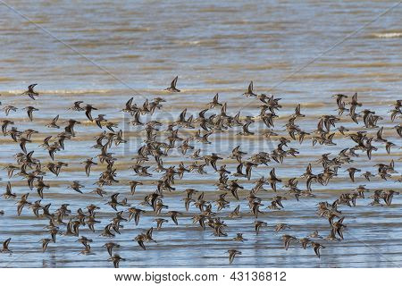 Dunlin