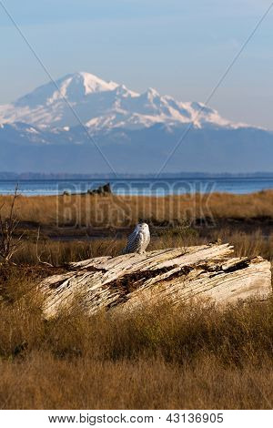 Hóbagoly-hegyi Baker