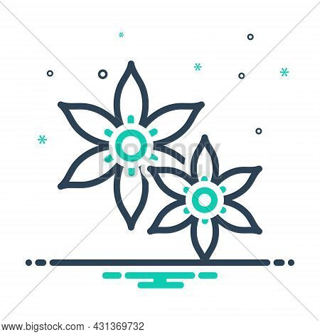 Mix Icon For Jasmine Chameli Vines Liana Fragrance Summer Horticulture Decoration Natural Flower Bot