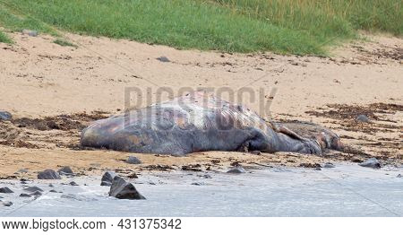 Large Dead Sperm Whale Washup Up On A Beach On Iceland