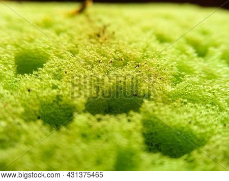 Selective Focus Surface Of Dirty Green Dish Washcloth With Leftover Food. Macroshot Texture Of Porou